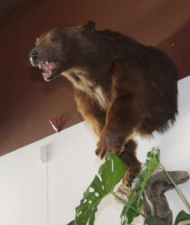 mounted bear