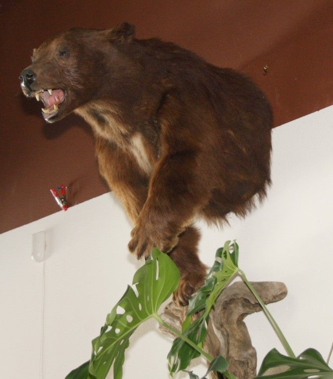 American Mounted Black Bear For Sale