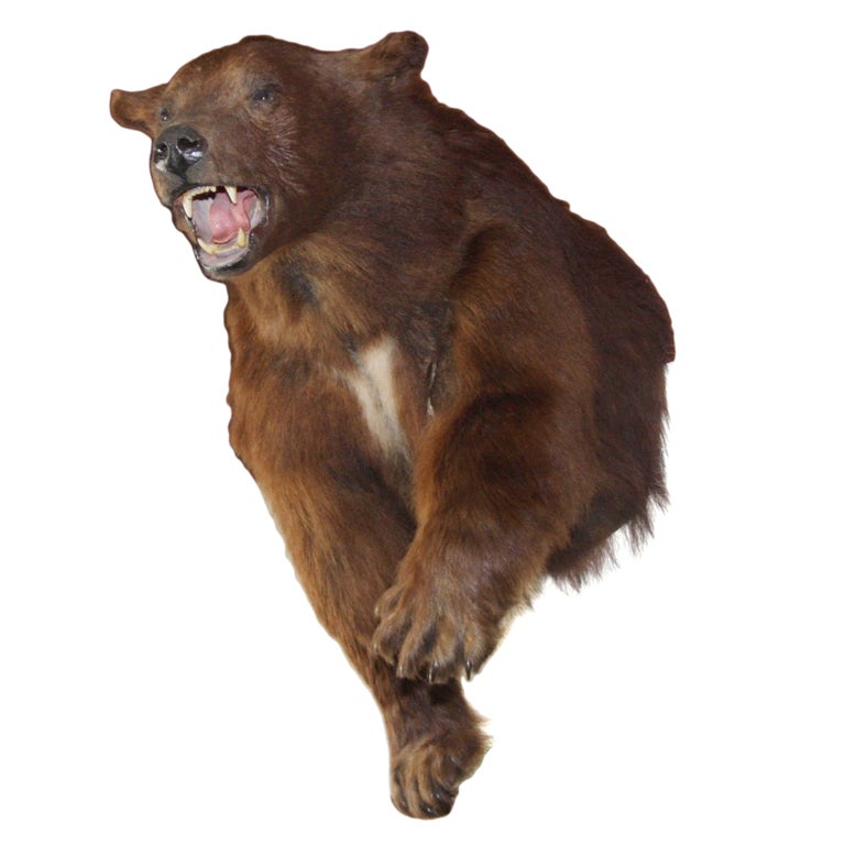 Mounted Black Bear For Sale