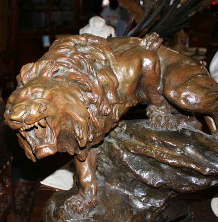 This is a lovely sculpture of a Ferocious Lion by Thomas Cartier. The Lion has grat emotion as he snarls at the viewer. The patina of this bronze is rich and deep. Cartier was a noted French sculptor in the 19th century.