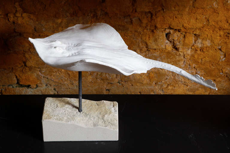 Belgian Collection of 10 Plaster North Sea Fish on a Limestone Base