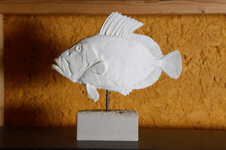 Collection of 10 Plaster North Sea Fish on a Limestone Base 1