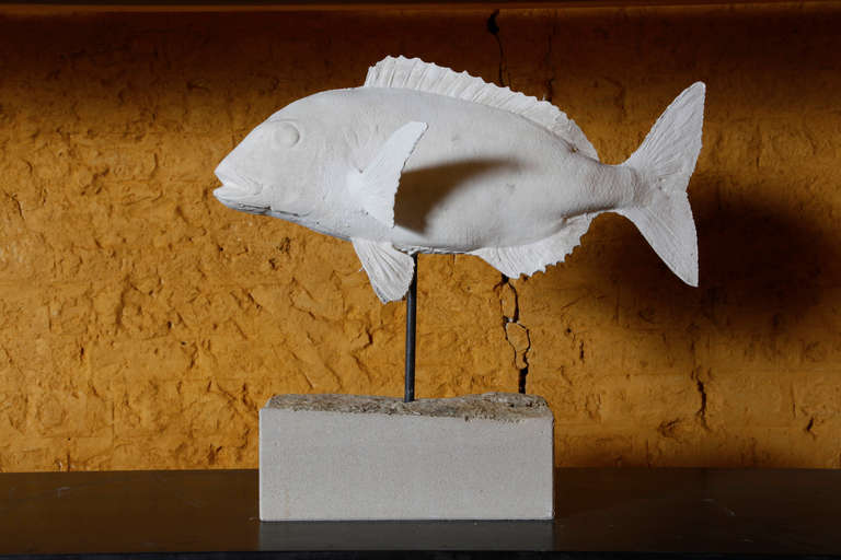 Collection of 10 Plaster North Sea Fish on a Limestone Base 4