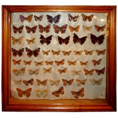 Collection of four boxes of butterflies,  around 1940