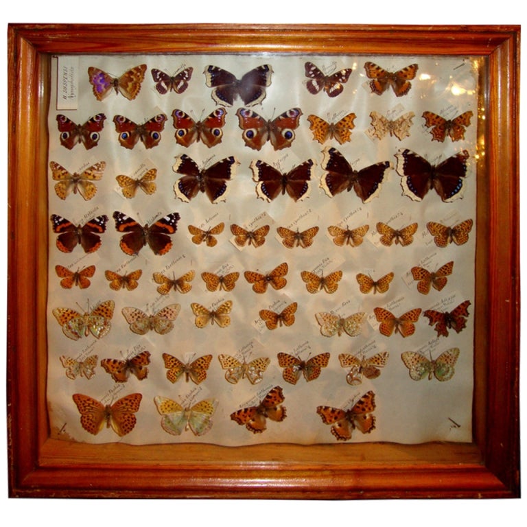 Collection of four boxes of butterflies, around 1940 at 1stdibs