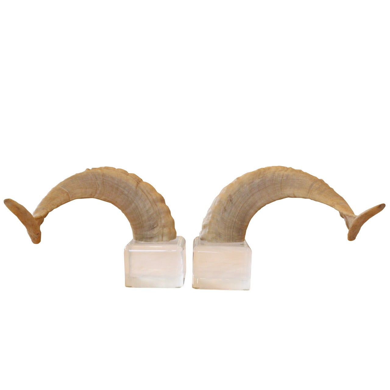 Pair Vintage Ram Horns on Lucite