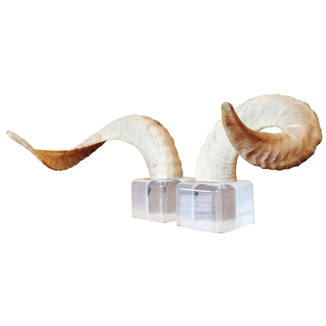 Pair of ram horns on lucite bases. 

dimensions: 19.5