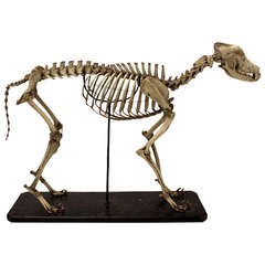 19th Century Skeleton of Canis Lupus Familiaris