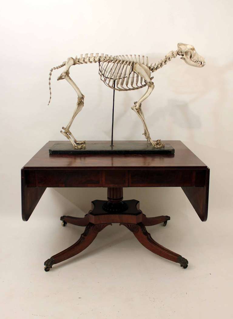 A very well executed (pardon the pun) Victorian skeleton of a dog standing on a wooden base in perfect condition.