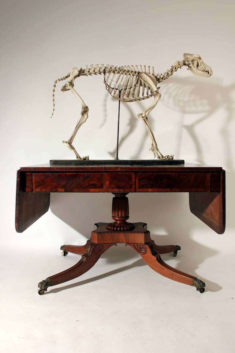 19th Century Skeleton of Canis Lupus Familiaris For Sale 5