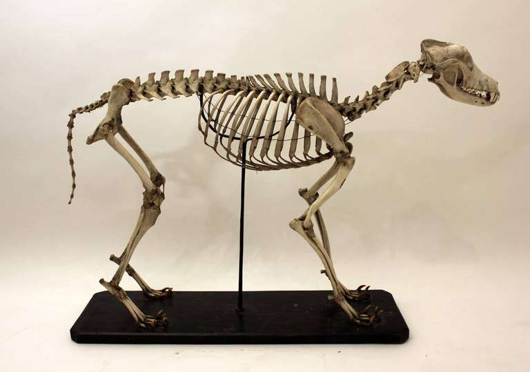 19th Century Skeleton of Canis Lupus Familiaris For Sale 4