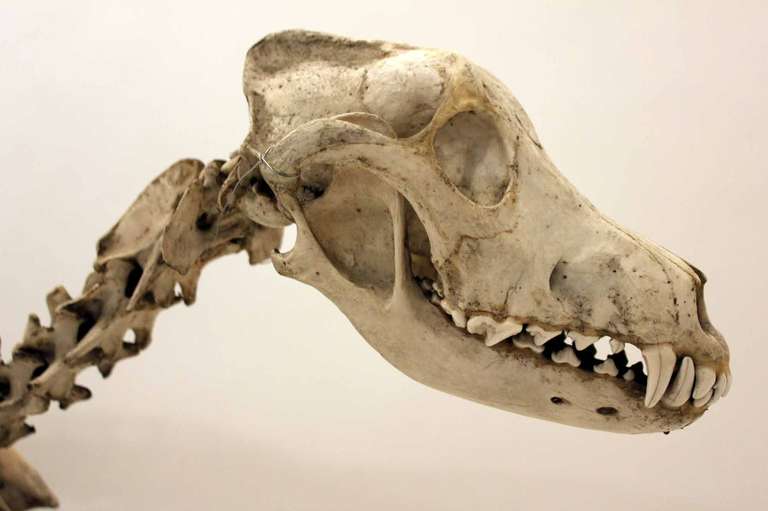 English 19th Century Skeleton of Canis Lupus Familiaris For Sale