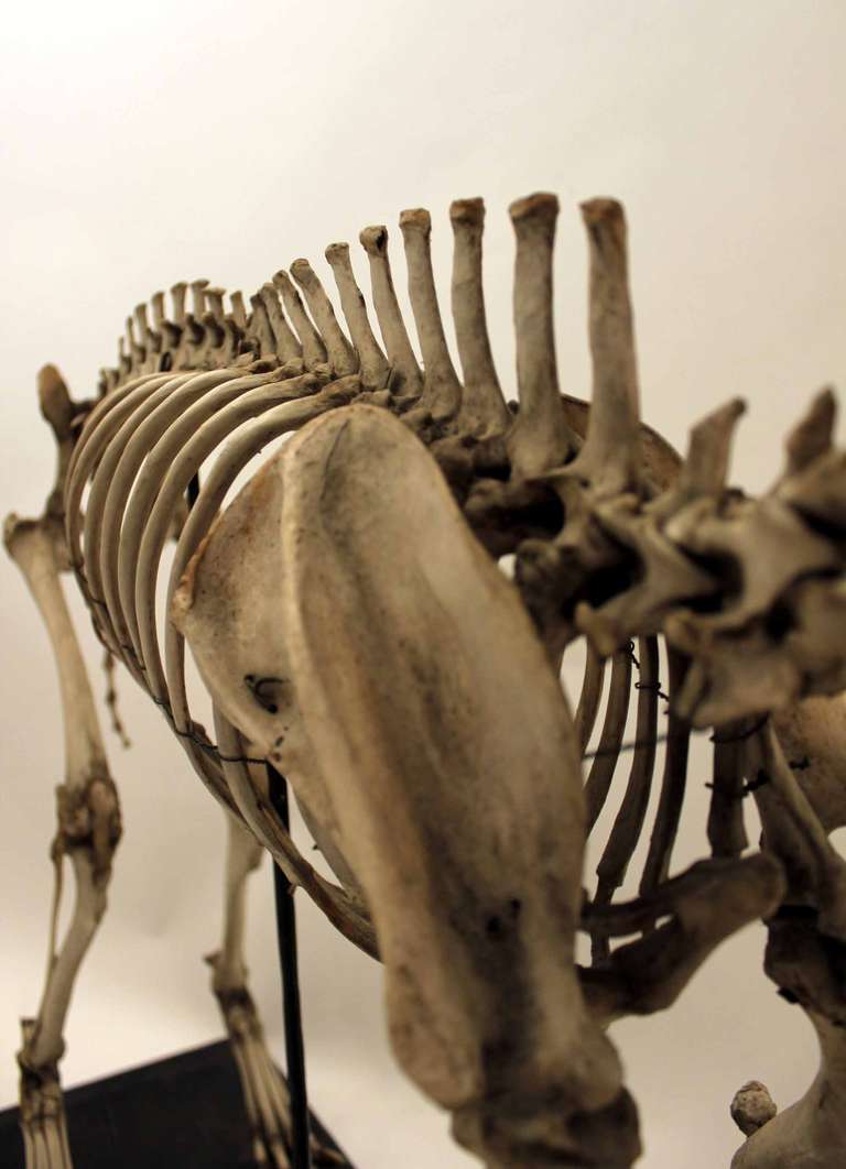19th Century Skeleton of Canis Lupus Familiaris For Sale 1