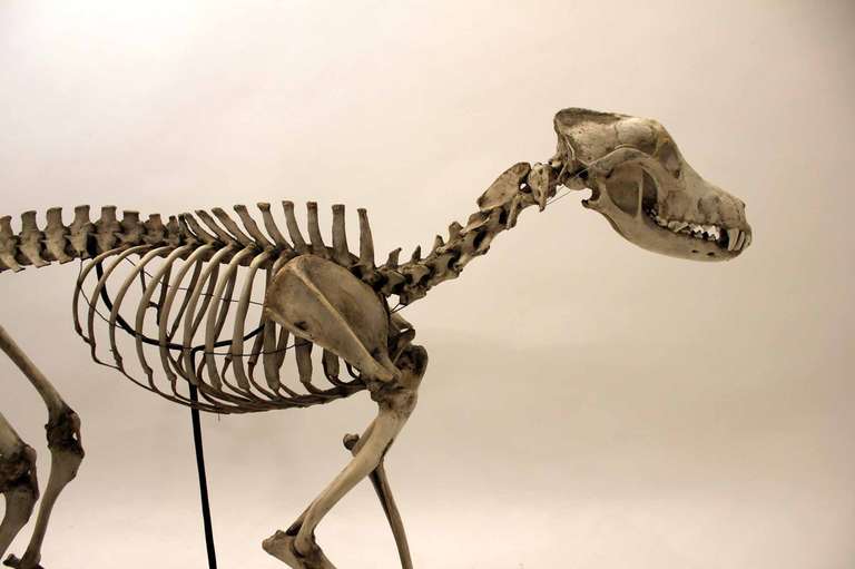 19th Century Skeleton of Canis Lupus Familiaris In Good Condition For Sale In Gloucestershire, GB