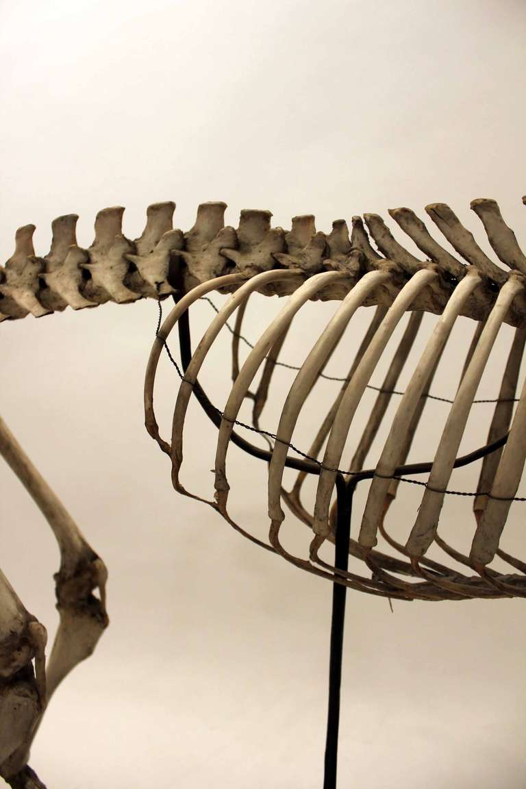 19th Century Skeleton of Canis Lupus Familiaris For Sale 3