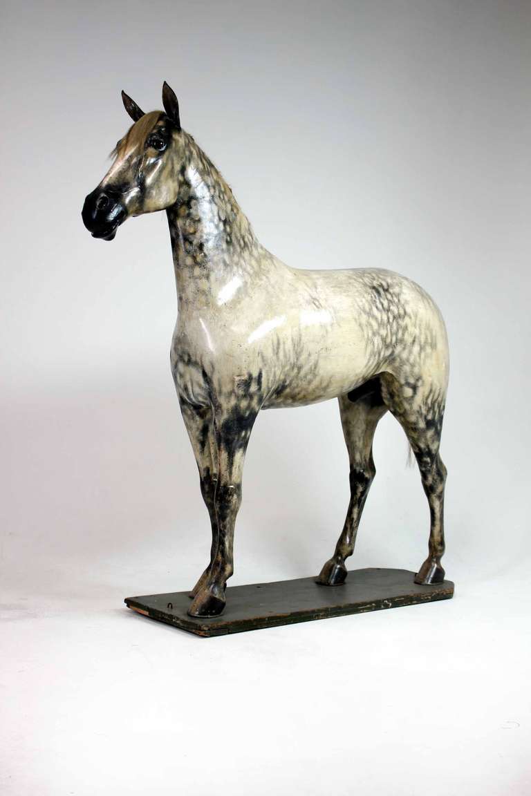 windsor grey horse for sale