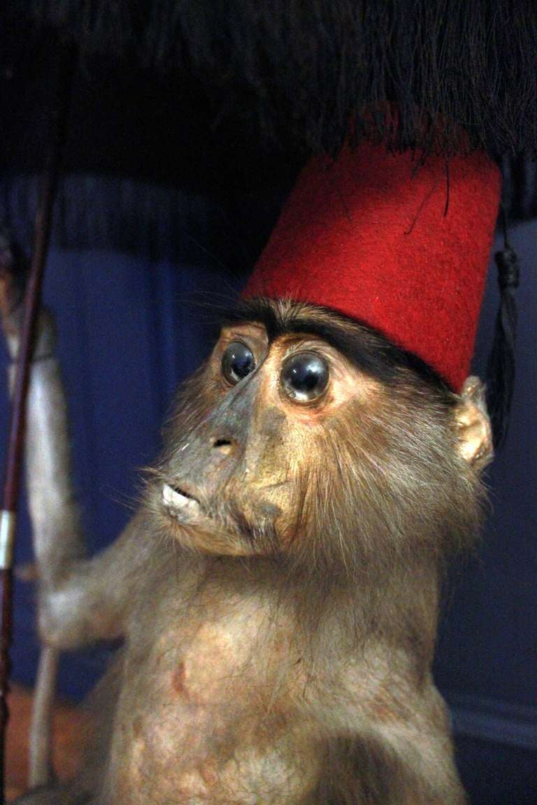 19tTh Century Taxidermy Capuchin Monkey In Fair Condition In Gloucestershire, GB