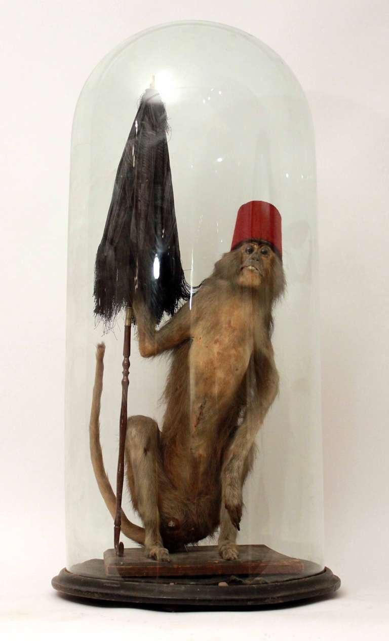 whimsical taxidermy