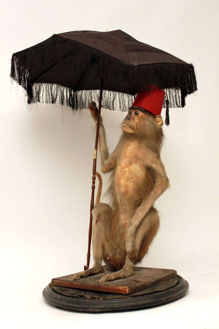 A late 19th century whimsical taxidermy Capuchin monkey in a large glass dome. A good taxidermy monkey is hard to find though and this wonderful Capuchin monkey is quite special indeed, holding a Victorian parasol and wearing a red fez hat. In good