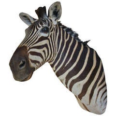 taxidermy Zebra