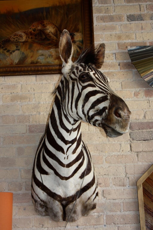 Taxidermy Zebra Trophy Head at 1stdibs
