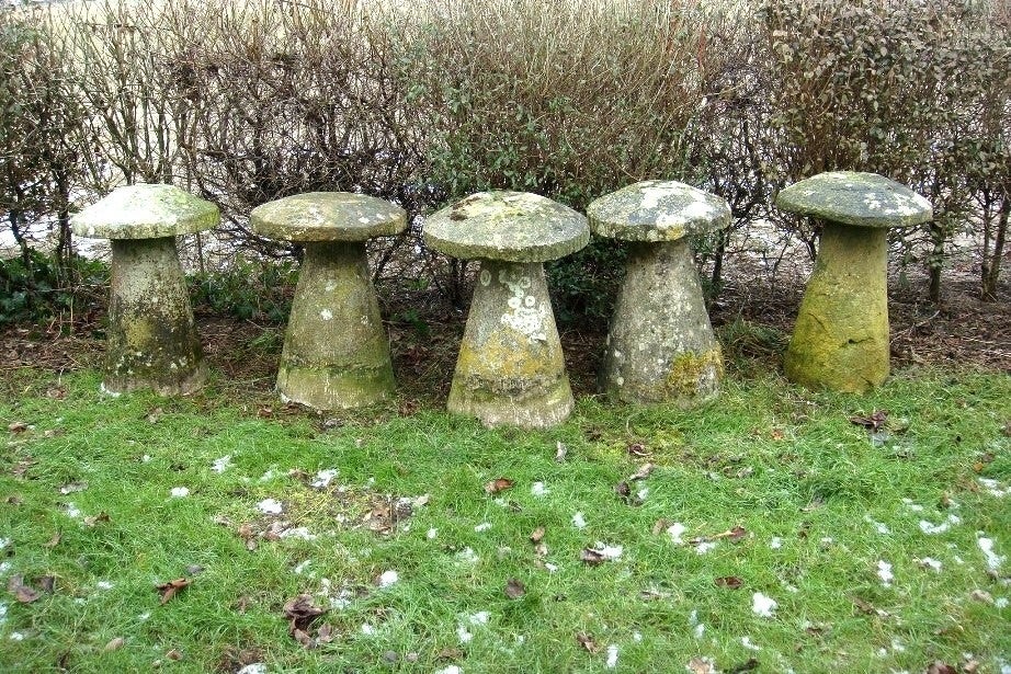 Stone Mushrooms 1