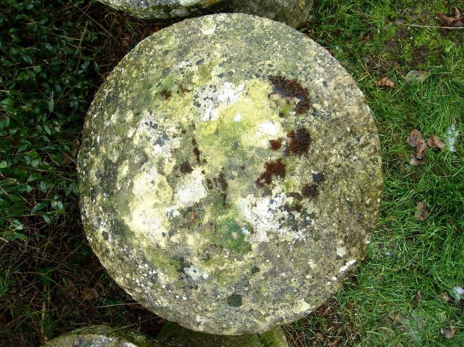 Stone Mushrooms 5