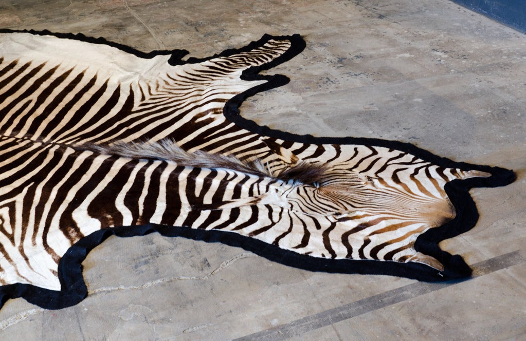 Contemporary Very big & beautiful Zebra Skin Rug