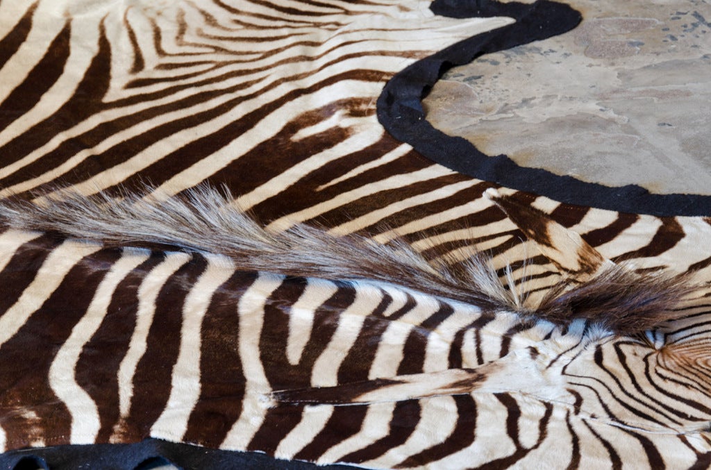 Very big & beautiful Zebra Skin Rug 1