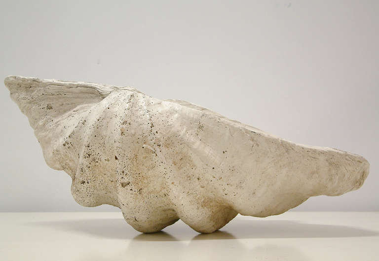 Modern Large South Pacific Clam Shell, circa 1950