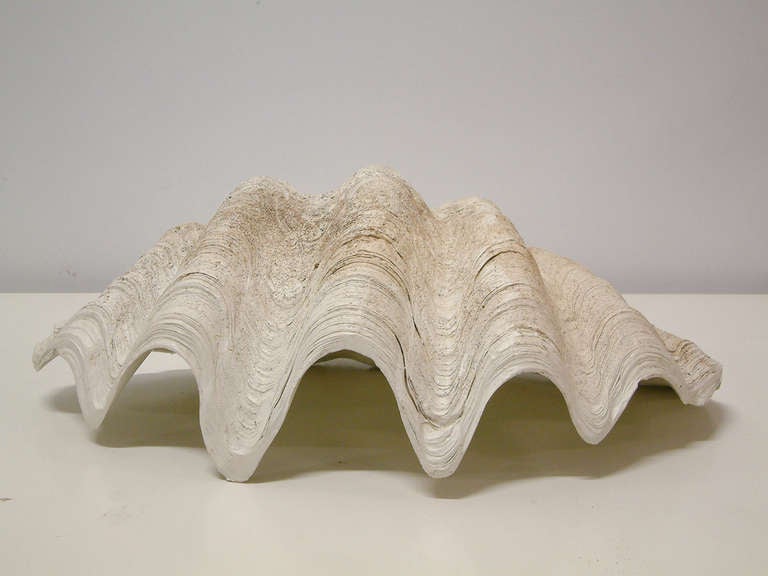 Mid-20th Century Large South Pacific Clam Shell, circa 1950