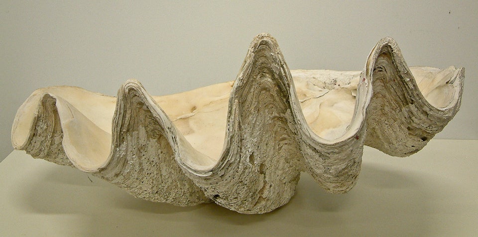 Giant Clam Shell known as Tridacna Gigas in original unpolished form.