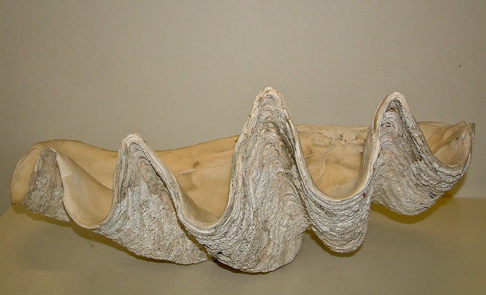 Mid-20th Century Large South Pacific Clam Shell