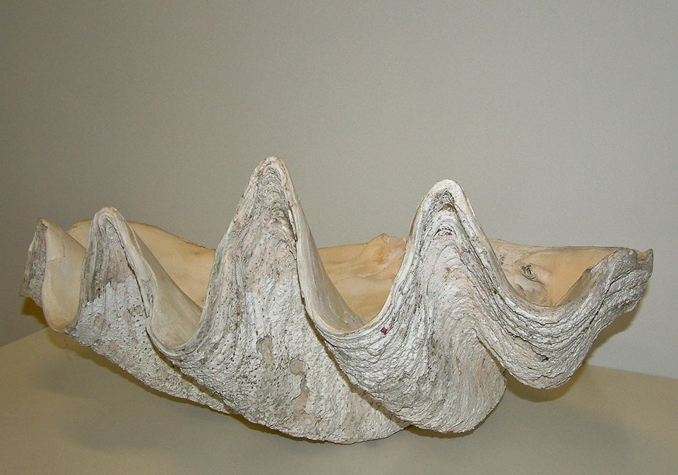 Large South Pacific Clam Shell 2