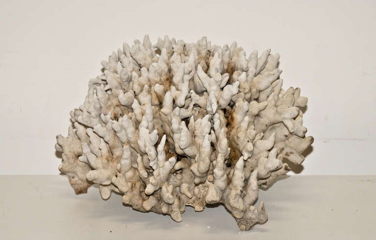 American Large Gray Hard Coral Colony circa 1960 For Sale