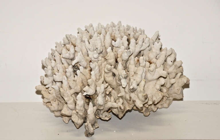 Modern Large Gray Hard Coral Colony circa 1960 For Sale