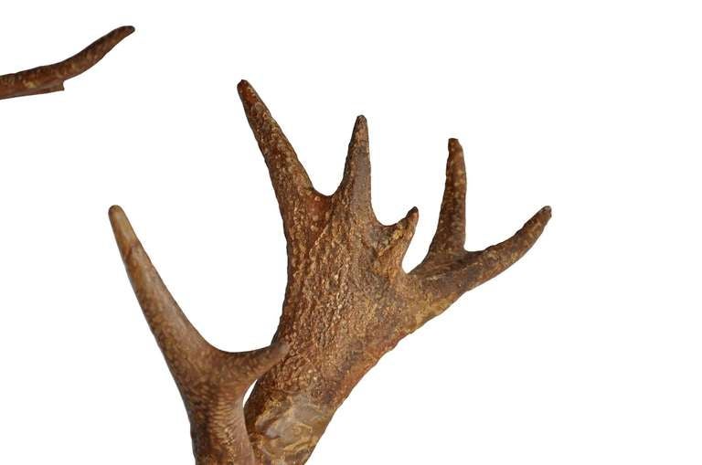 19th Century Cast iron deer head - Late 19th century