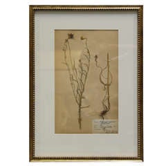 Antique Swedish Herbarium IV - Botanicals