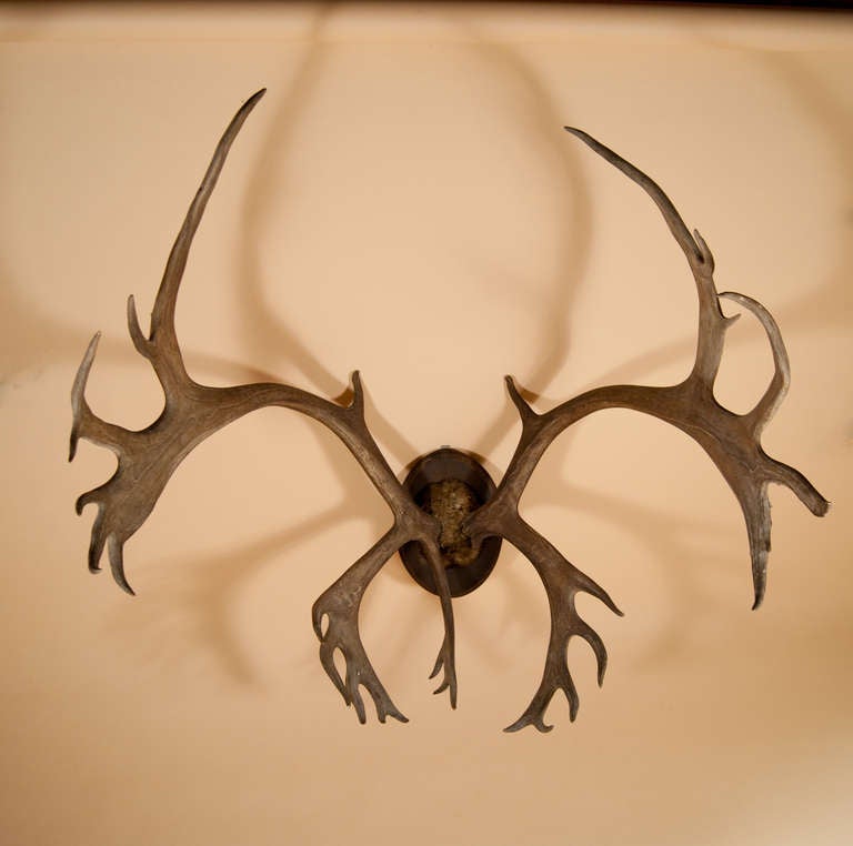 This incredibly large set of Caribou Antlers date to the turn of the last century.  Mounted on a small plaque, they resonate with great presence and power. 

Use them as either decoration, or as a hat rck!