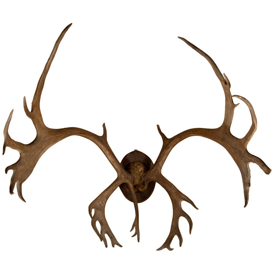 Old Mounted Caribou Antlers