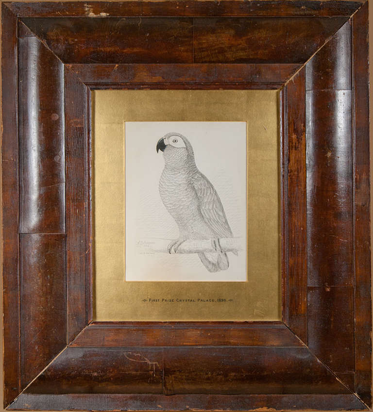 The beautiful Parrott:  the drawing signed 