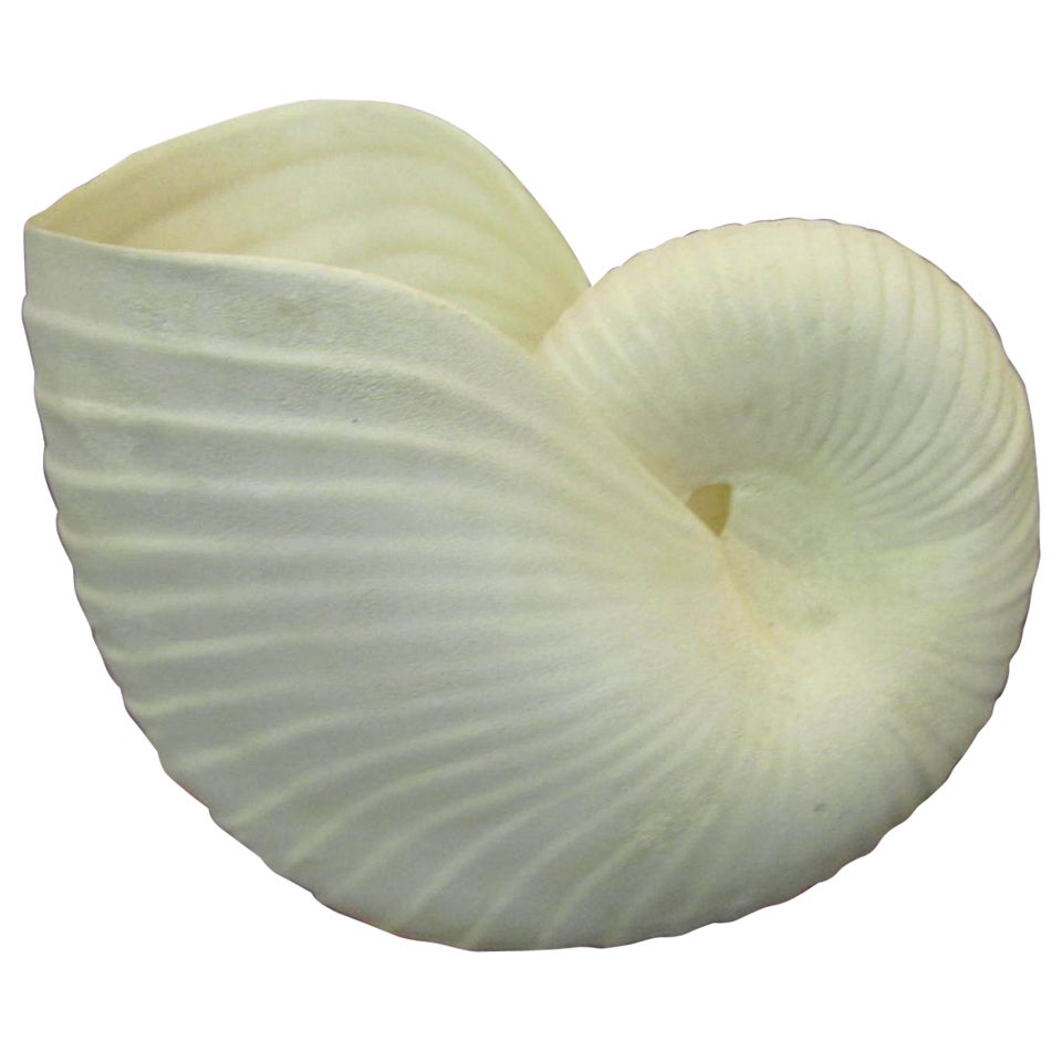 Outrageous Large Sea Shell Cache Flower Pot Regency Mid-century Modern ...
