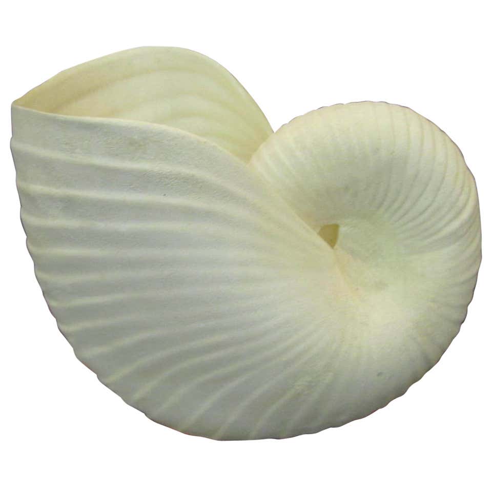 Outrageous Large Sea Shell Cache Flower Pot Regency Mid-century Modern ...