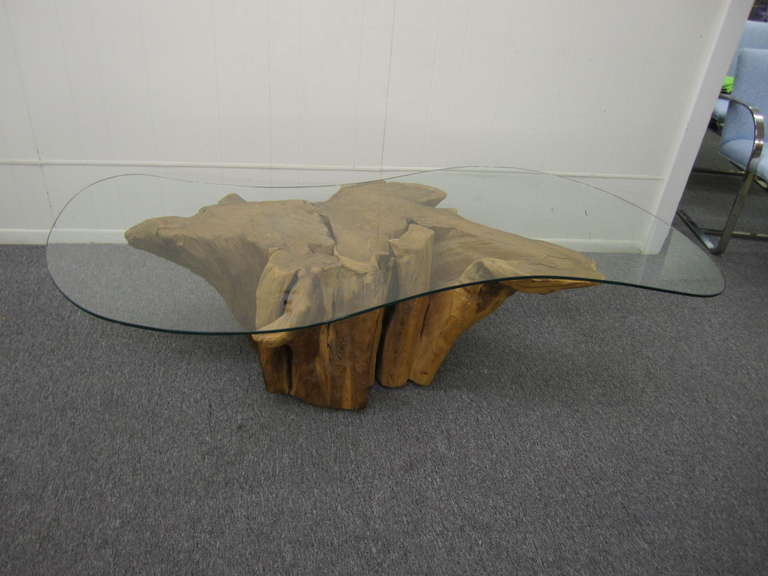 Prächtiger Baumwurzel-Tisch im Michael Taylor-Stil, Mid-Century Modern im Angebot 1