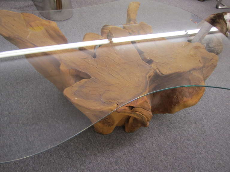 Prächtiger Baumwurzel-Tisch im Michael Taylor-Stil, Mid-Century Modern (Unbekannt) im Angebot