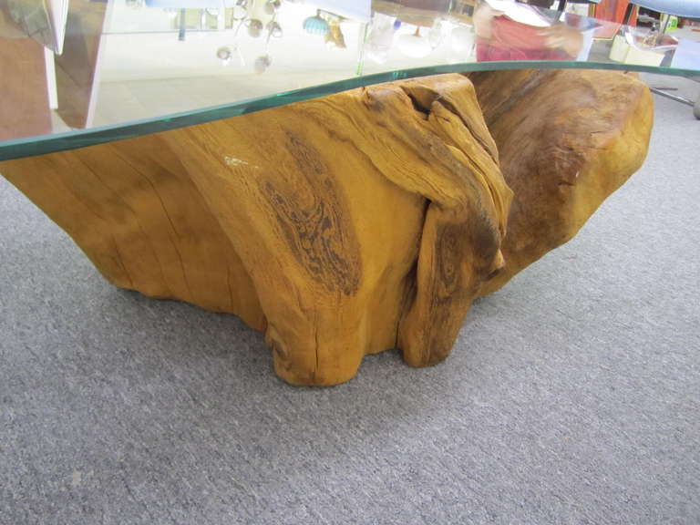 Magnifico tavolo con radice d'albero in stile Michael Taylor, metà del secolo scorso. In condizioni buone in vendita a Pemberton, NJ