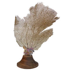 Decorative Sea-Fan on Wooden Stand