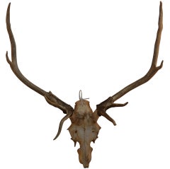 Large Antler Trophy