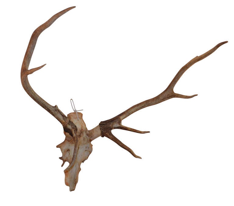 Large Antler Trophy