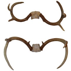 Pair Of Small Antler Trophies